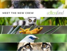 The Ellen Fund supports global conservation efforts for endangered species, with an immediate focus on securing a future for wild mountain gorillas.